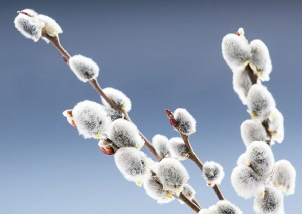 В християн східного обряду Вербна (Квітна) неділя, початок Страсного тижня; в християн західного обряду — Великдень