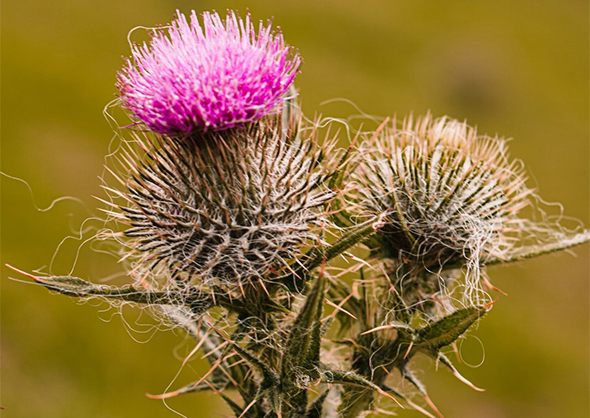 «2020» (Ілія В'єстіца)