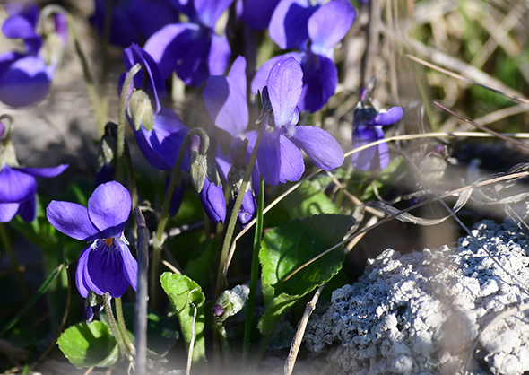 знимка Влодка Маковецького